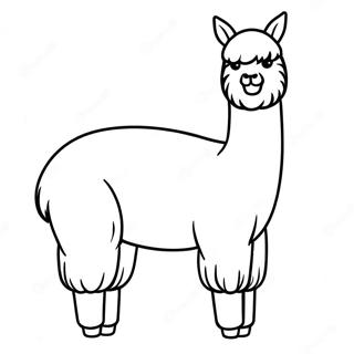 Alpaca Páginas Para Colorir